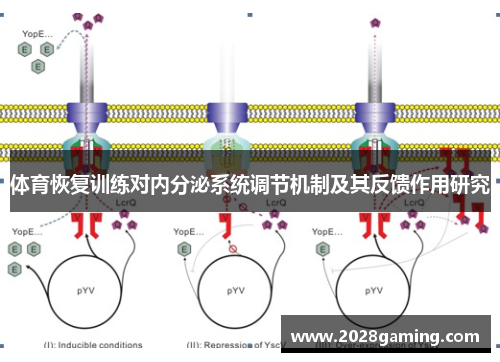 体育恢复训练对内分泌系统调节机制及其反馈作用研究
